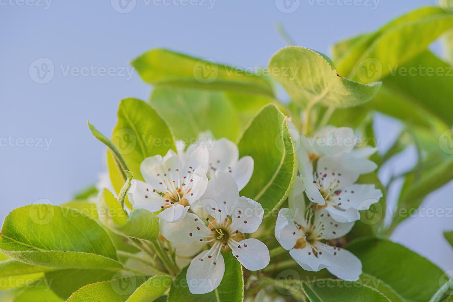White flowers in spring on a pear tree. The tree is blooming. photo