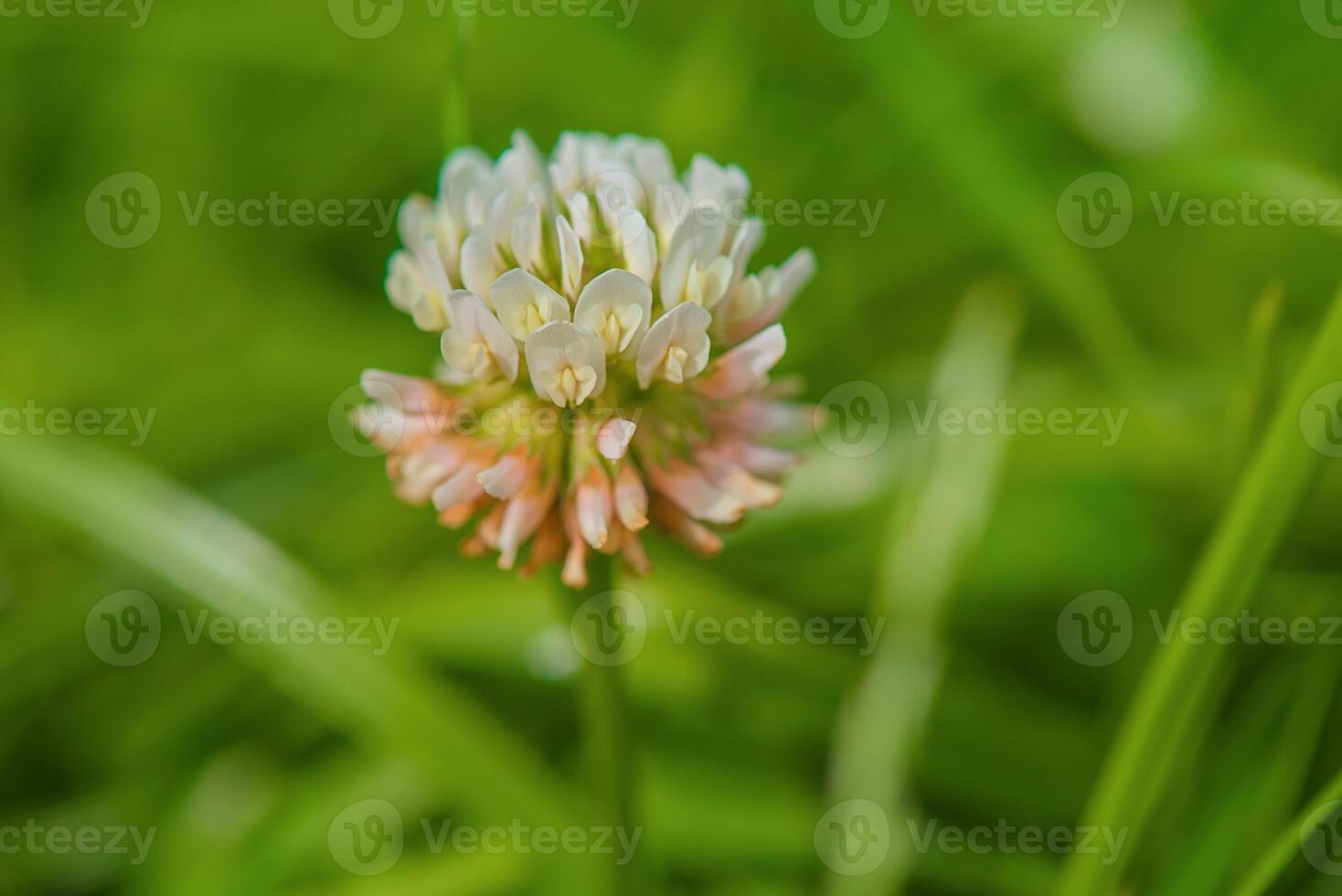 Clover macro photo. White clover flower on a blurred green background. photo