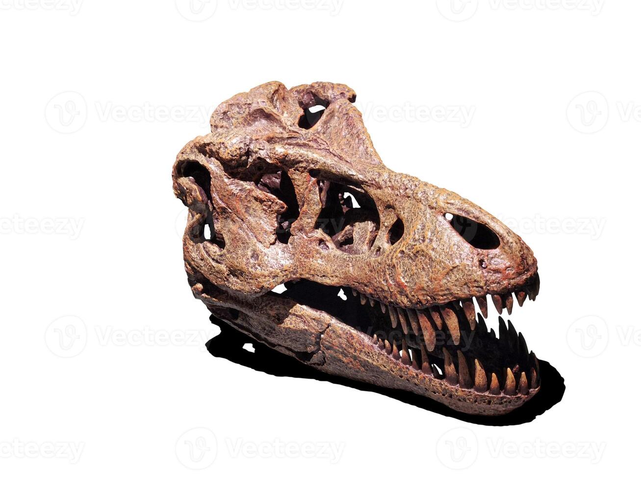 Isolated Tyrannosaurus Rex skull on white background. photo