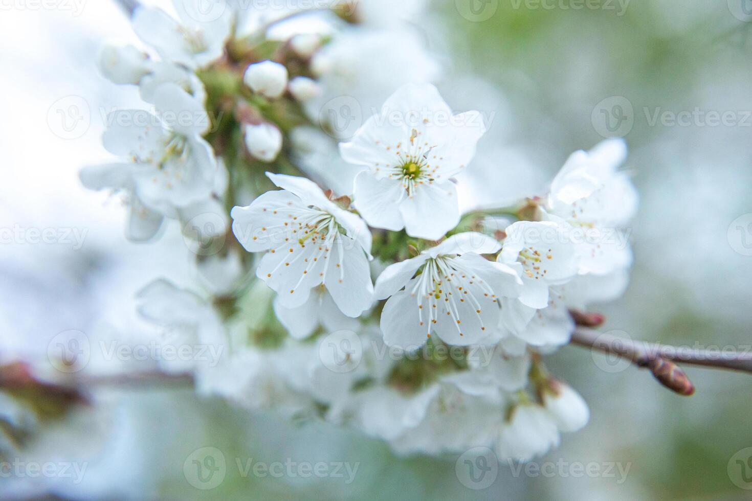 Flowering tree with white blooms in springtime. Close-up. Selective focus. photo
