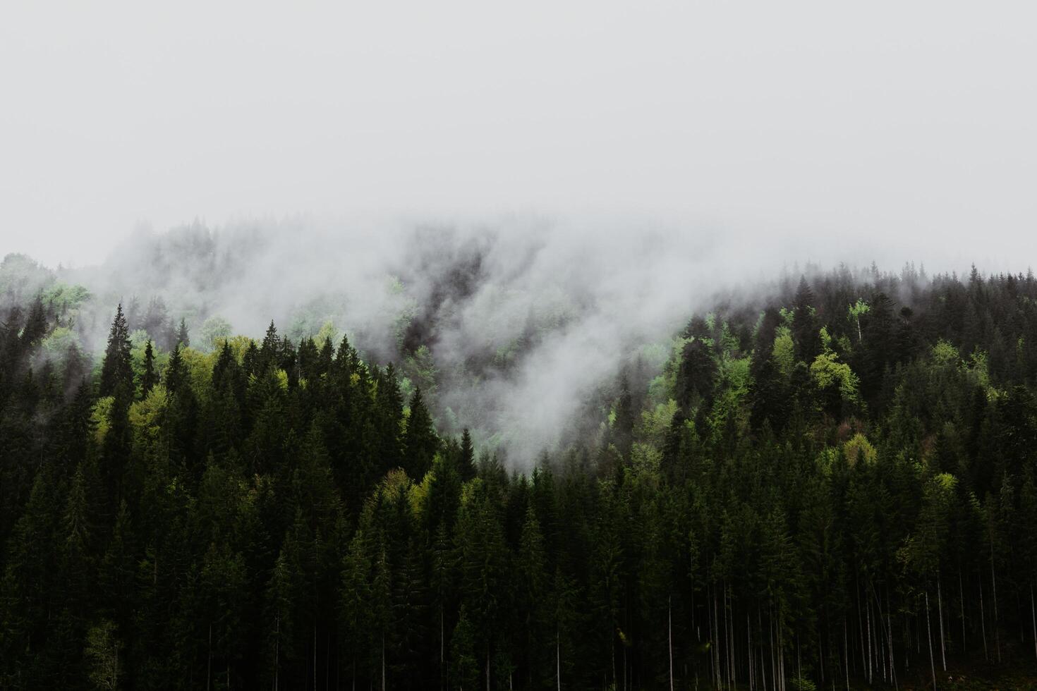 The majestic beauty of a lush forest embraced by a soft, ethereal mist during daylight hours. A majestic view of a lush green forest shrouded in mist, the beauty of nature's tranquility and serenity. photo