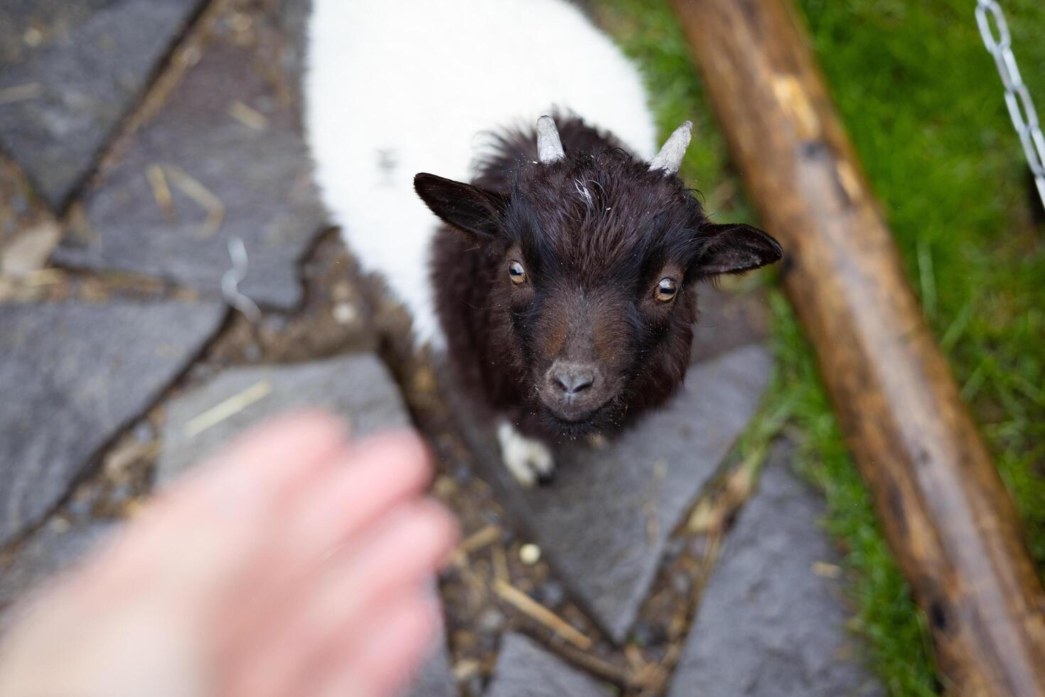 A charming goat with a dark brown face and small horns looks up with curiosity. A curious goat with a white and black coat looks up towards the camera, extending a hand for interaction. photo