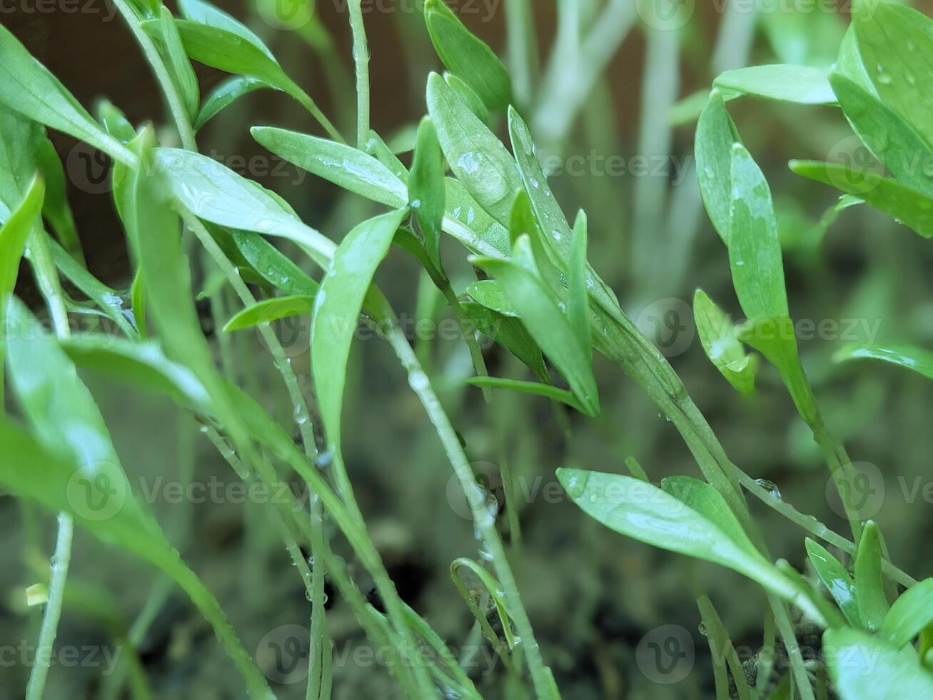 Close up green leaves with water drops photo