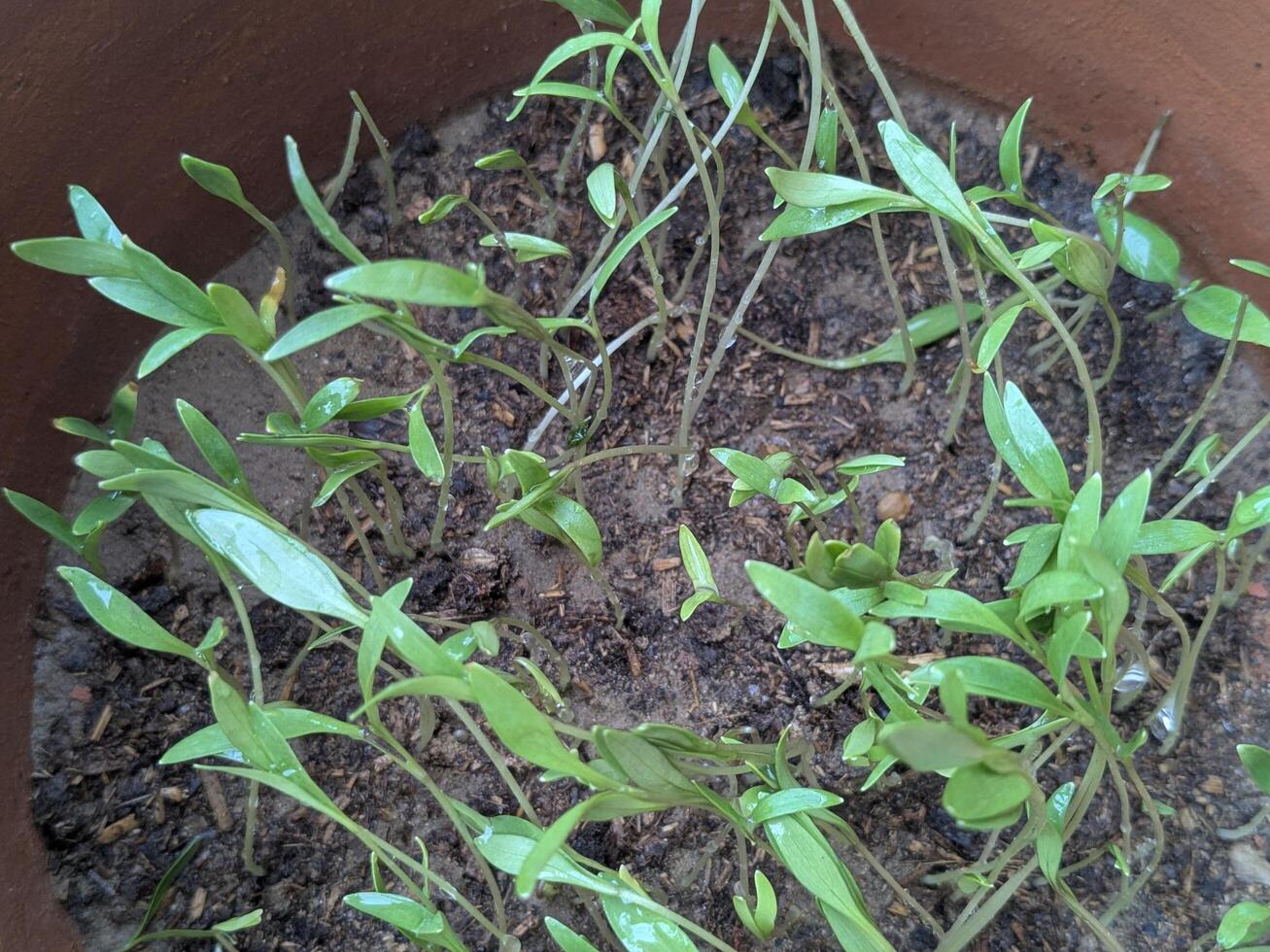 Small plants growing from the soil photo