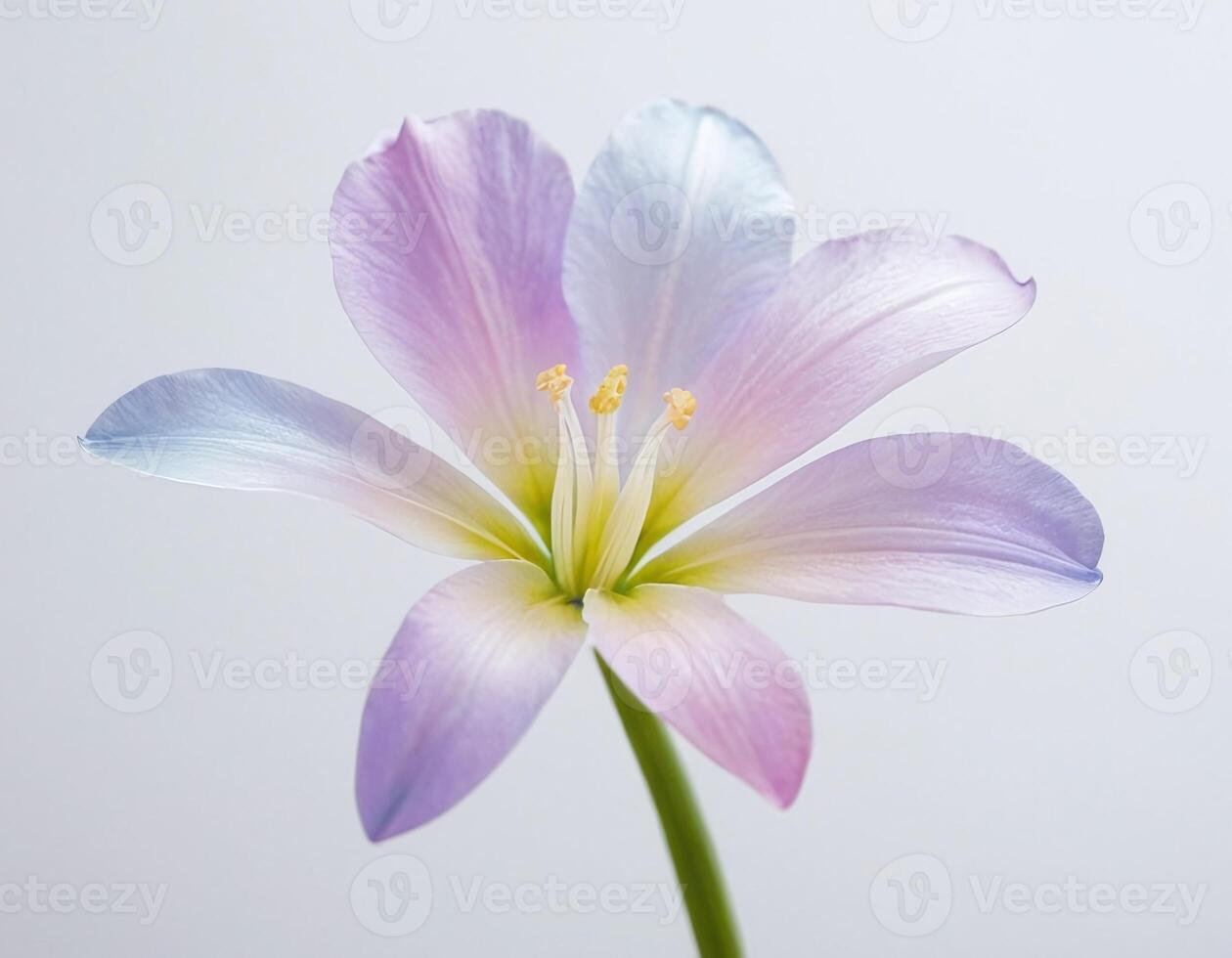 Soft translucent single flower isolated on pure white background, showcasing detailed petals and a clean minimalistic style ideal for botanical art and sophisticated design layouts photo