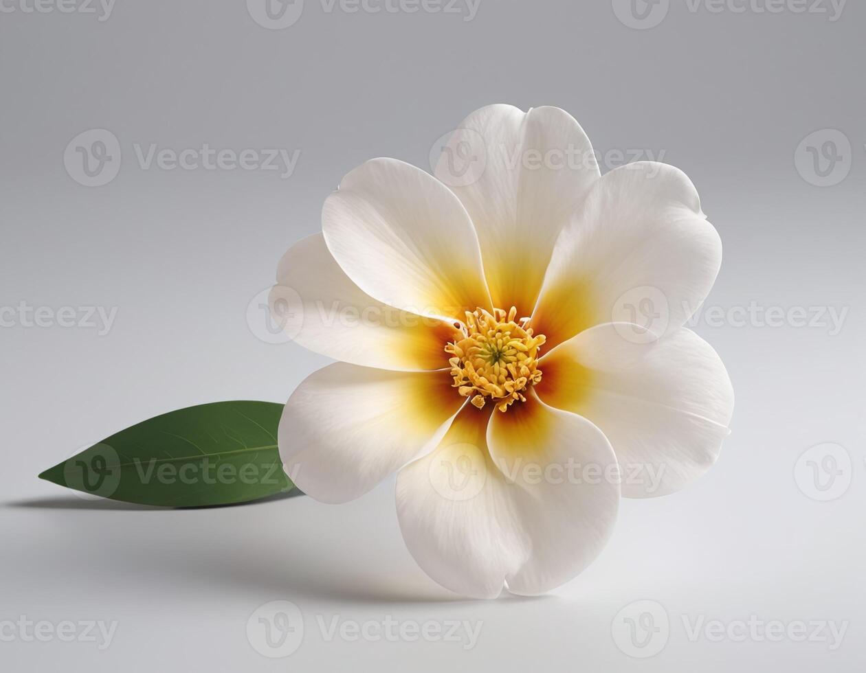 Elegant single flower image with soft translucent petals isolated on white background, showcasing intricate details and a clean minimalistic style suitable for various design uses photo