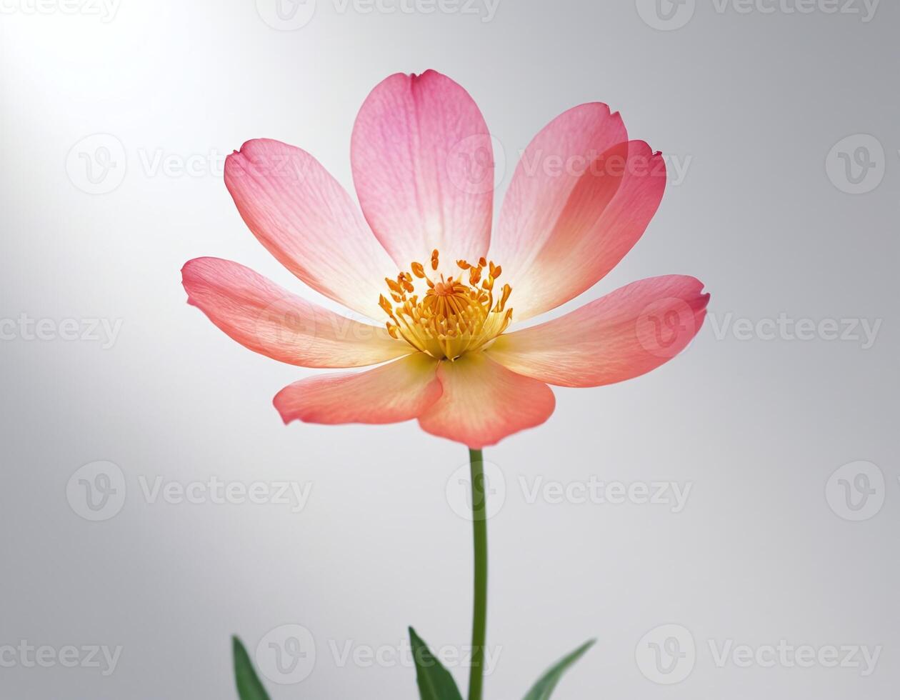 Highly detailed single flower isolated on white background, soft translucent petals with clean edges, perfect for elegant botanical designs or minimalistic floral projects photo