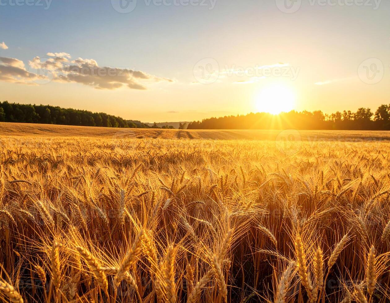 Golden Wheat Field at Sunrise with Sunlight and Blue Sky photo
