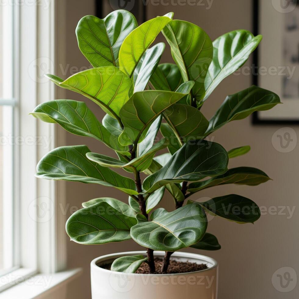 plant in a pot photo