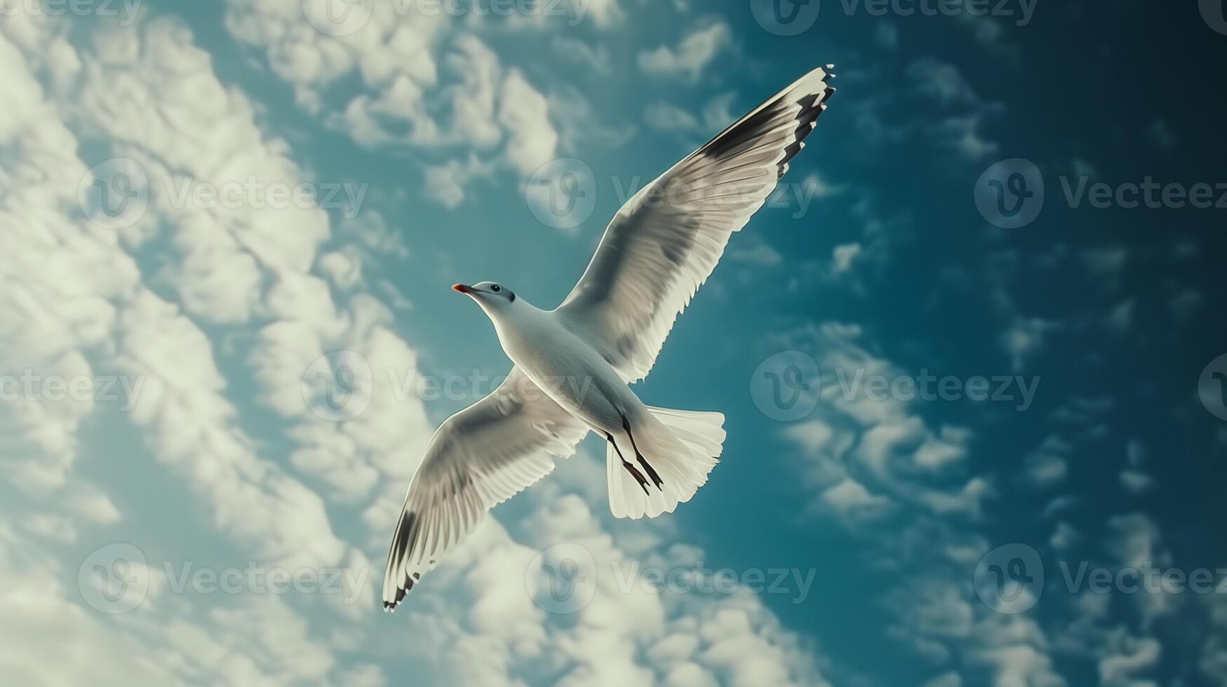seagull flying in the blue sky photo
