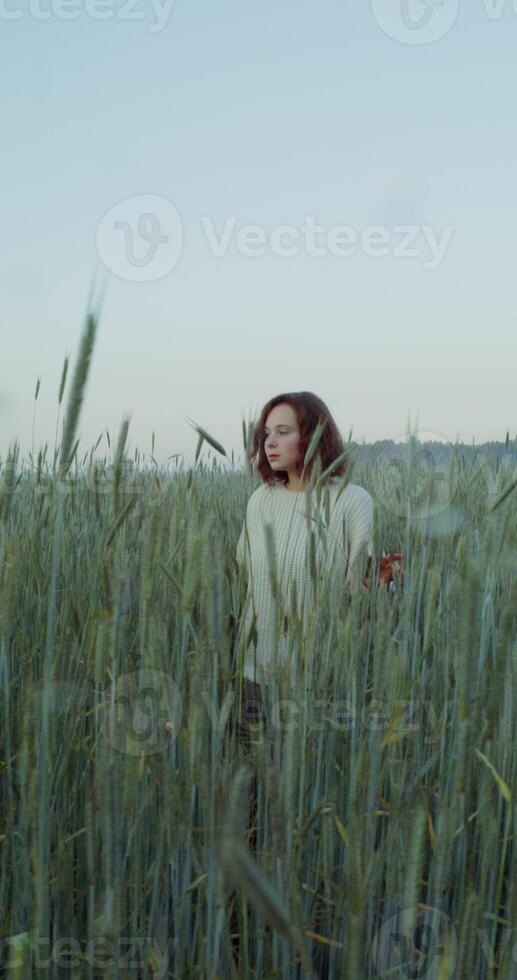 Romantic shooting in wheat field in the evening. A young red-haired woman with a short haircut walks through the field among high ears. 4k, vertical , red komodo photo