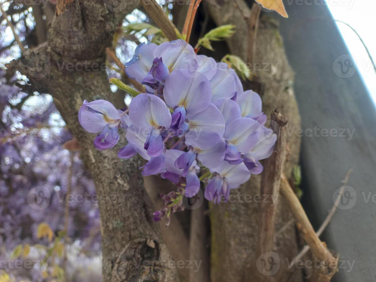 Lavender wisteria blossoms on tree trunk in spring garden setting photo