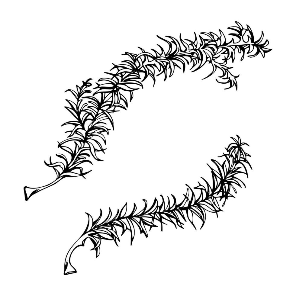 Horsetail clubmoss wild forest plant growing on wetlands marshes, damp shady grounds. Single element botanical illustration hand drawn in ink. Eco health brands, field guide identification art vector