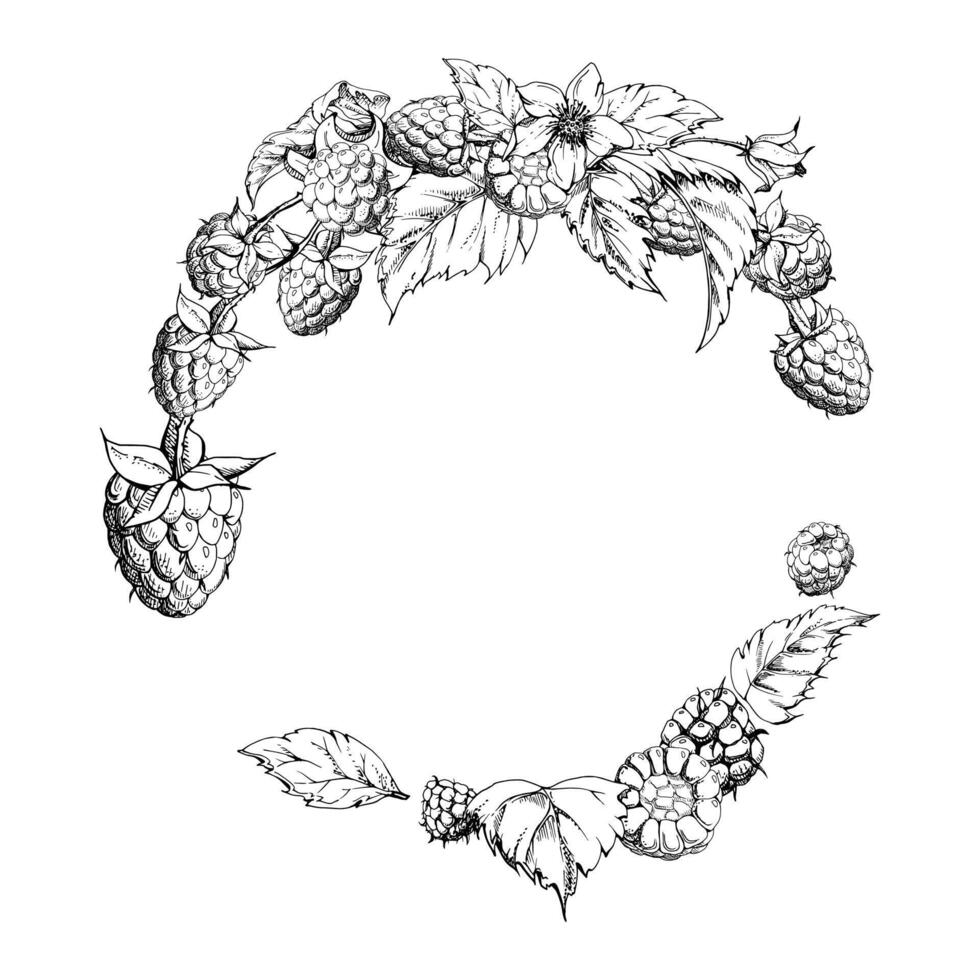 Raspberry wreath, ripe garden berries leaves on stalks, hand drawn in ink. Dewberry cloudberry mulberry loganberry tayberry. Isolated circle frame illustration. Wedding stationery florist shop vector