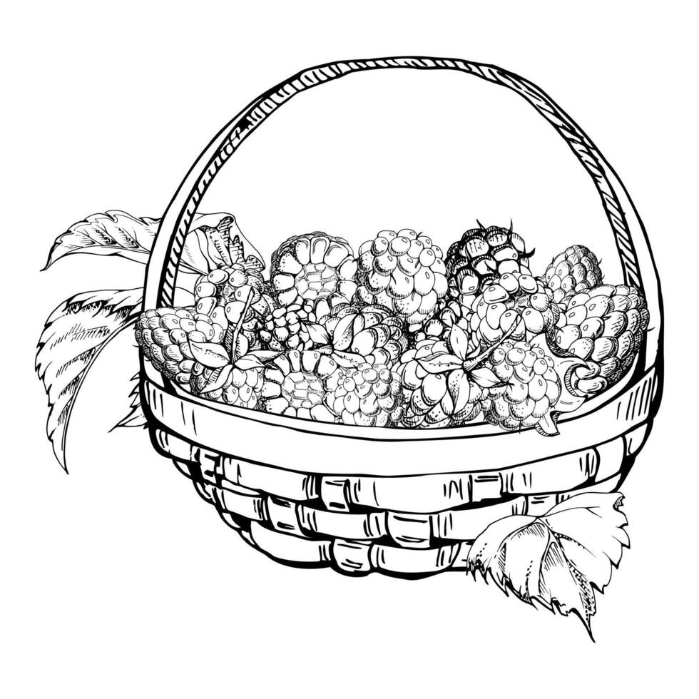 Raspberry in weaved basket on stalks with leaves, ripe picked garden berry dewberry cloudberry mulberry harvest. Isolated illustration hand drawn in ink. Farmers market grocery home preserves vector