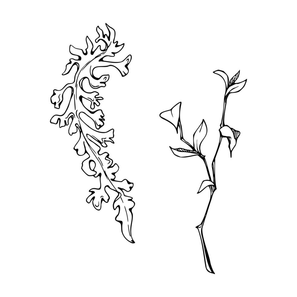 Foliose reindeer lichen segment, branch twig with leaves. Cetraria islandica Iceland moss. Single element botanical illustration hand drawn in ink. Folk medicine, honey ingredient, forest cover vector
