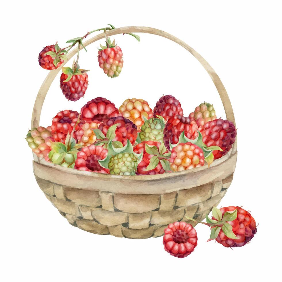 Raspberry in weaved basket on stalks with leaves, hand drawn in watercolor, ripe picked garden berry harvest, dewberry cloudberry mulberry. Isolated illustration. Farmers market grocery preserves vector