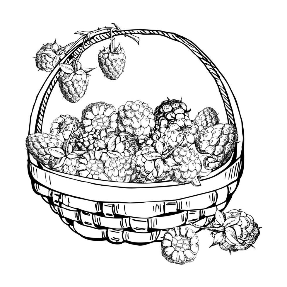 Raspberry in weaved basket on stalks with leaves, hand drawn in ink, ripe picked garden berry harvest, dewberry cloudberry mulberry. Isolated illustration. Farmers market grocery preserves vector