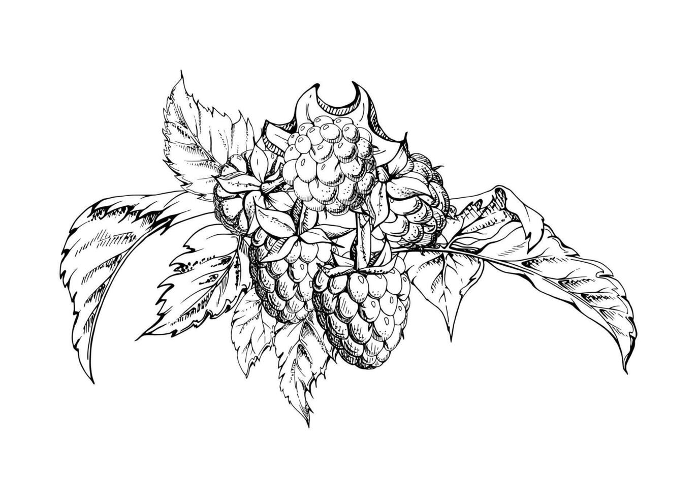 Raspberry berries and leaves asymmetrical bunch cluster group, hand drawn in ink, ripe forest garden berry. Isolated botanical illustration for restaurant, dessert menu, wedding, farmers market vector