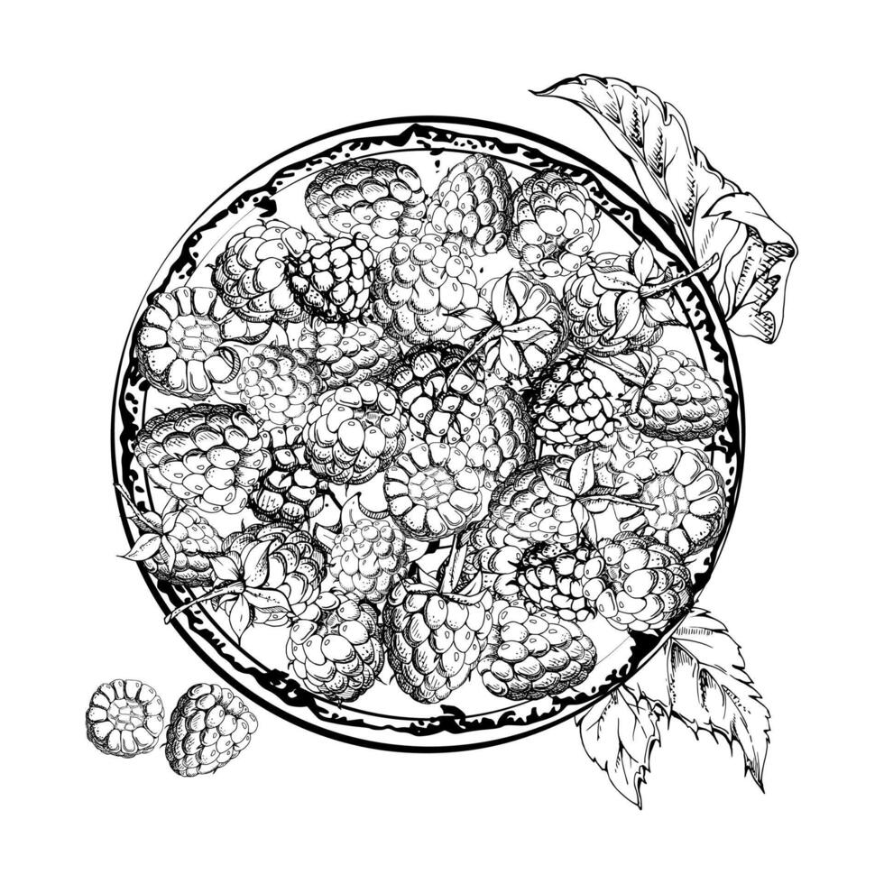 Raspberry served on ceramic dish with leaves on stalks, ripe picked garden berry dewberry cloudberry mulberry harvest. Isolated illustration hand drawn in ink. Farmers market grocery preserves vector