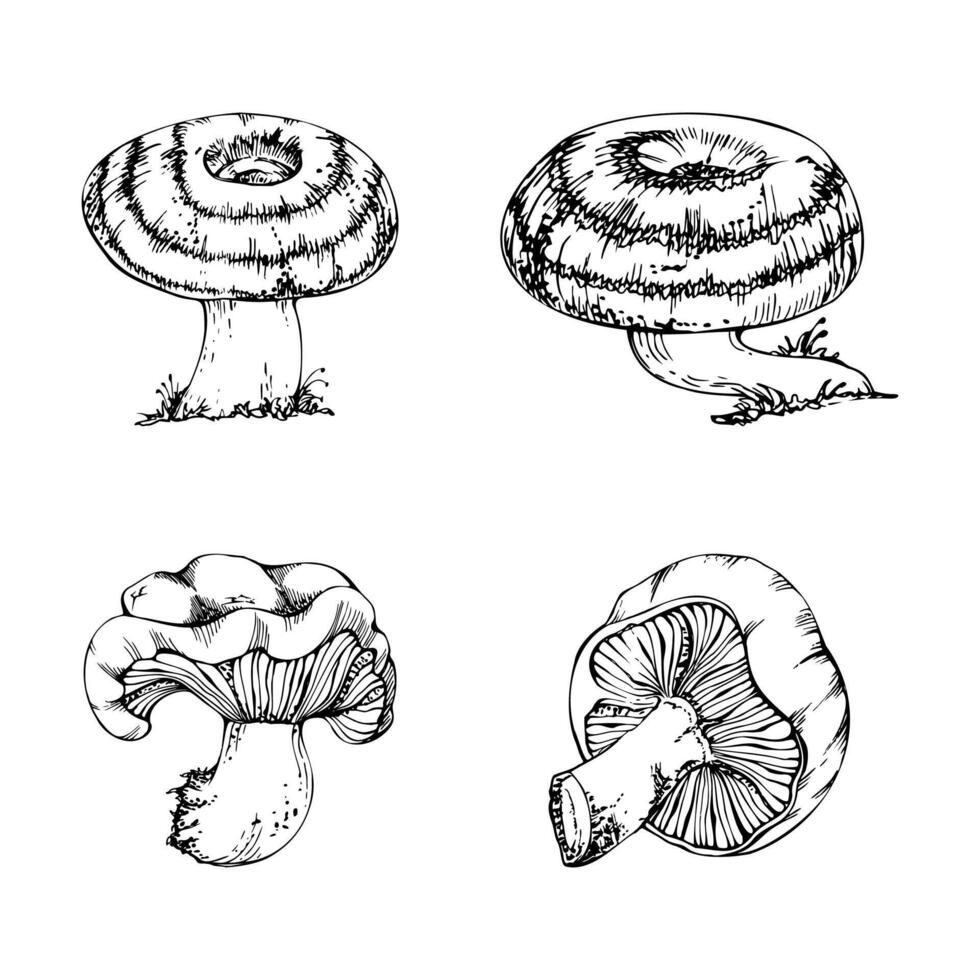 Lactarius milk-cap russula striped mushroom fungus. Autumn harvest, edible raw ingredient for vegan cooking. . Single element hand drawn in ink. Forest festival posters, educational printables vector