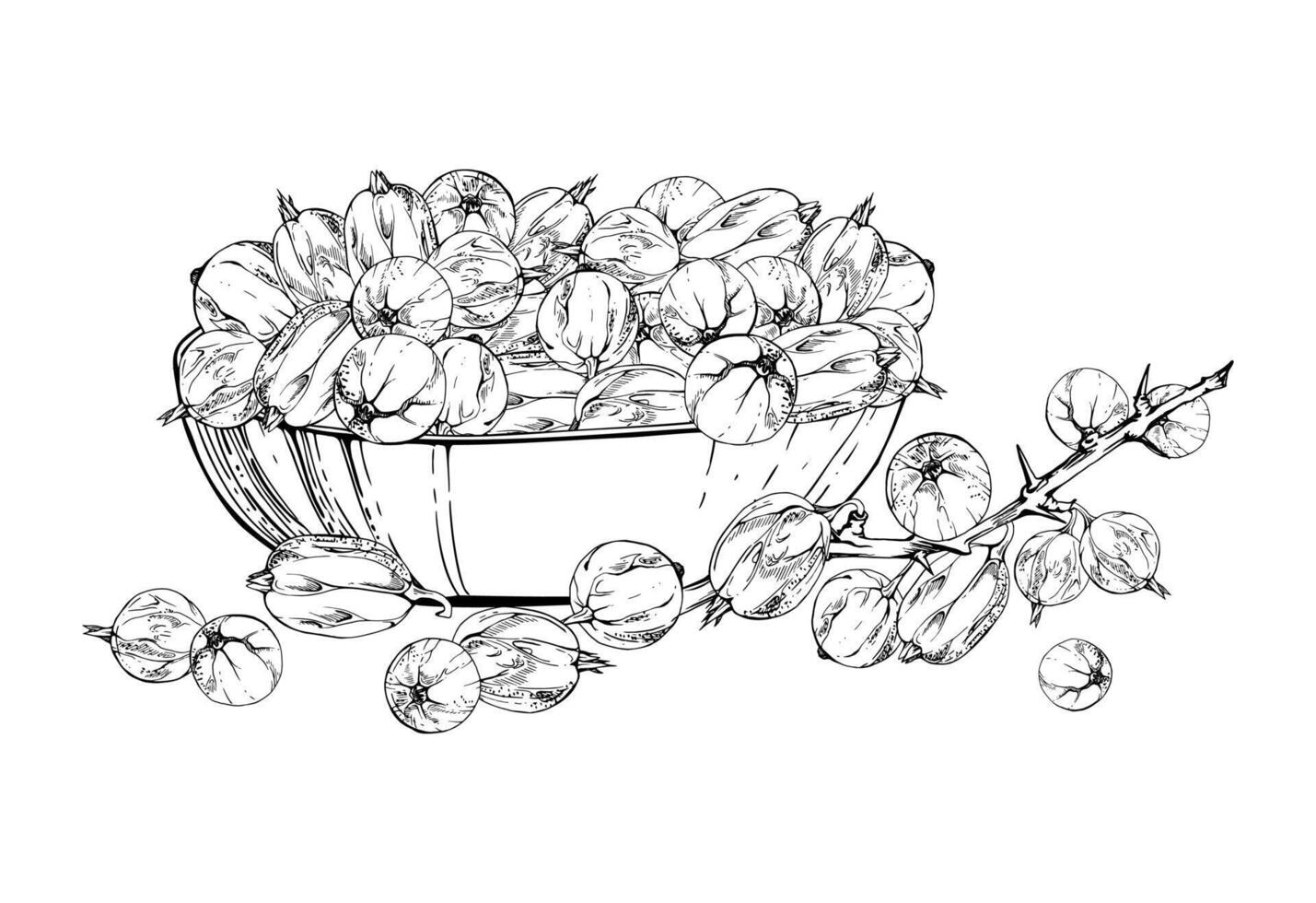 Gooseberry Currant berries on thorny branch in glass bowl hand drawn in ink, ripe picked harvest, lingonberry huckleberry juneberry. Isolated illustration. Cookbook menu, farmers market grocery vector