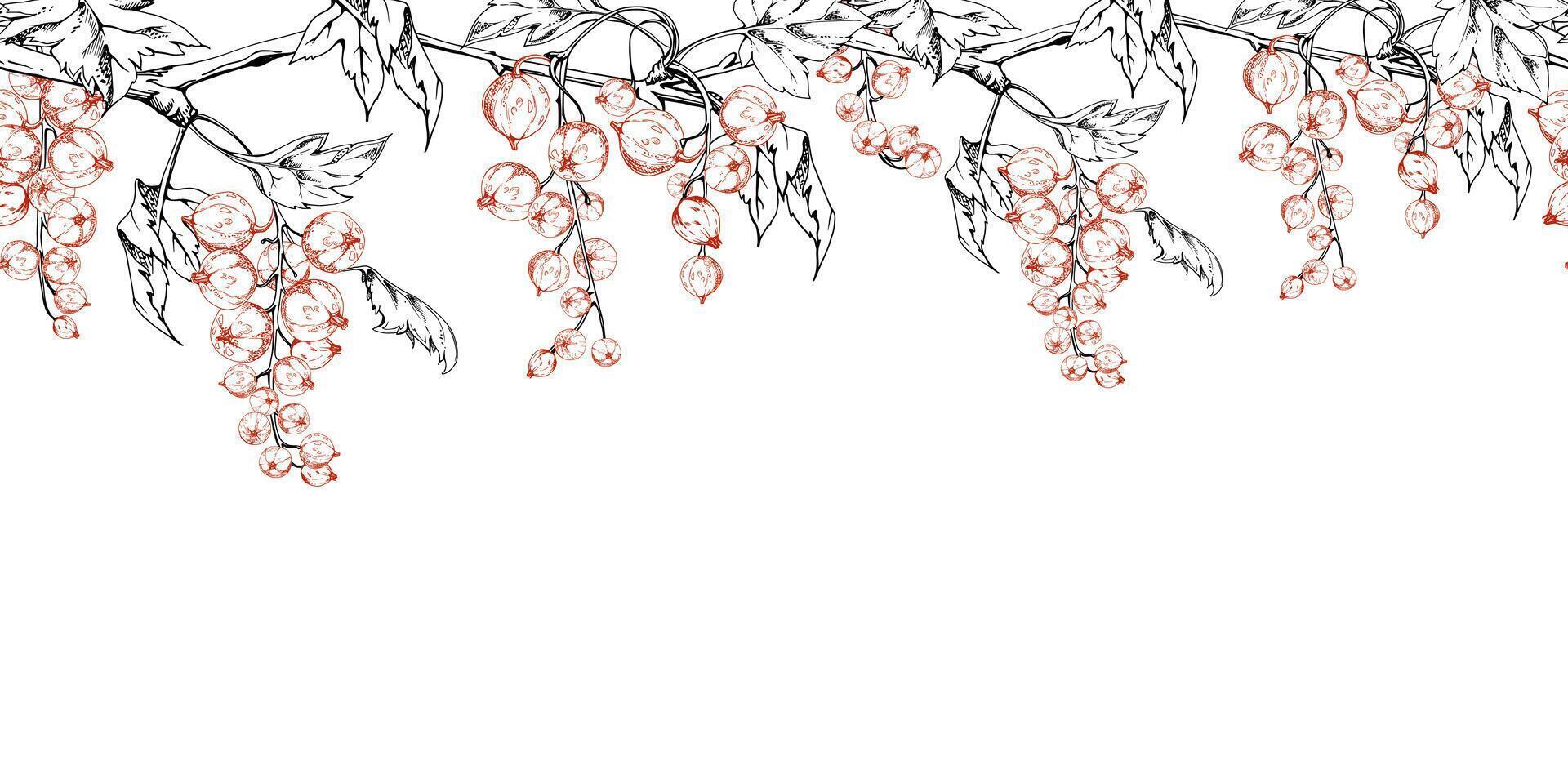 Currant gooseberry clusters with leaves on branch, hand drawn in ink, ripe berry juneberry casseille jostaberry. Isolated seamless banner border for dessert menu, eco farmers market, gardening vector