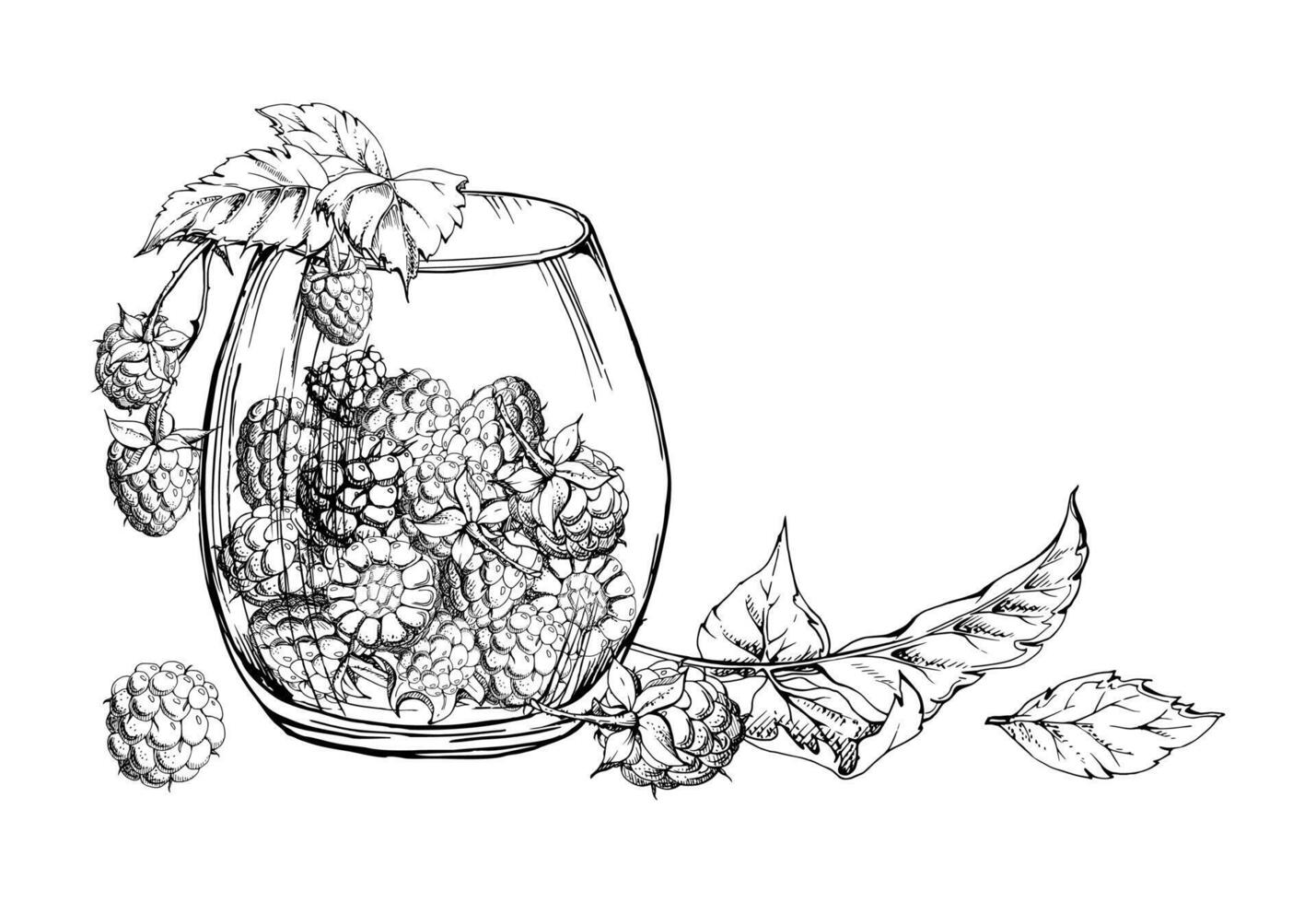 Raspberry in translucent glass with leaves on stalks hand drawn in ink. Ripe picked berry cloudberry dewberry mulberry harvest. Isolated illustration. Farmers market grocery preserves dessert vector