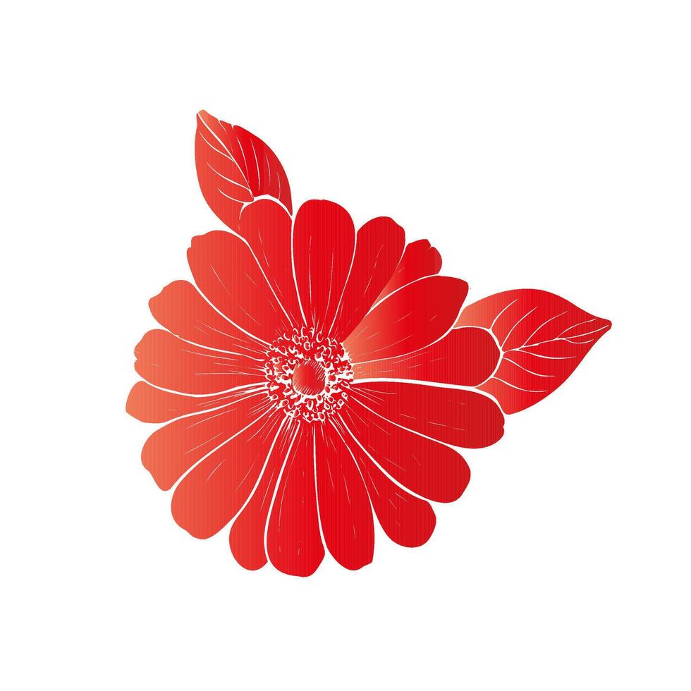 delicate Gerbera with leaves. Hand painted linear contour chrysanthemum, osteospermum, chamomile flower. Graphic clipart isolated. Botanical, tattoo and wedding i vector