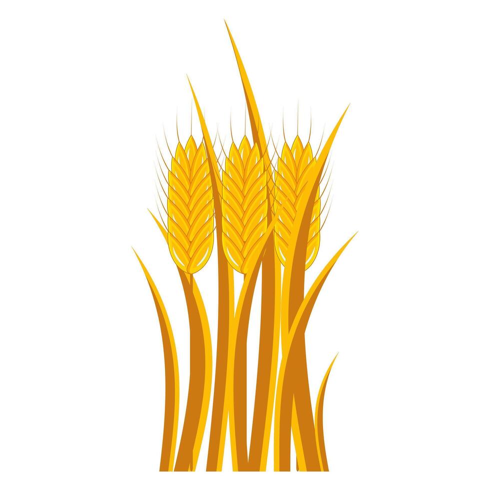 Bouquet of golden wheat ears on a white background. vector