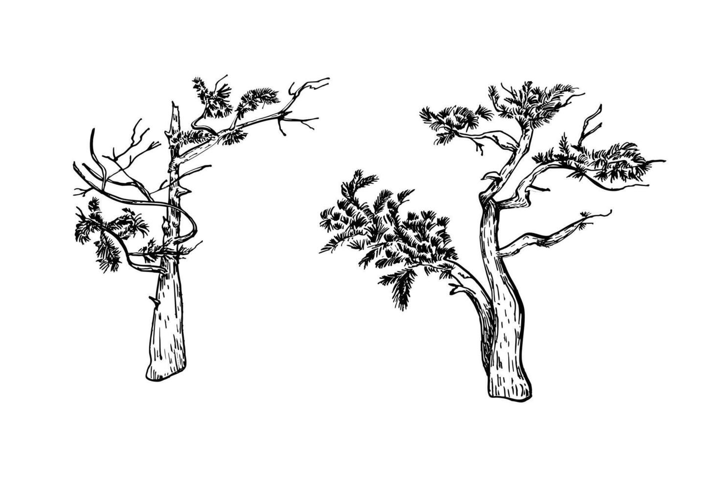 Black and white twisted pine trees illustration. Minimalist line art of whimsical coniferous tree silhouettes for designs nature prints and landscape scene. Monochrome pine hand drawn graphic. vector