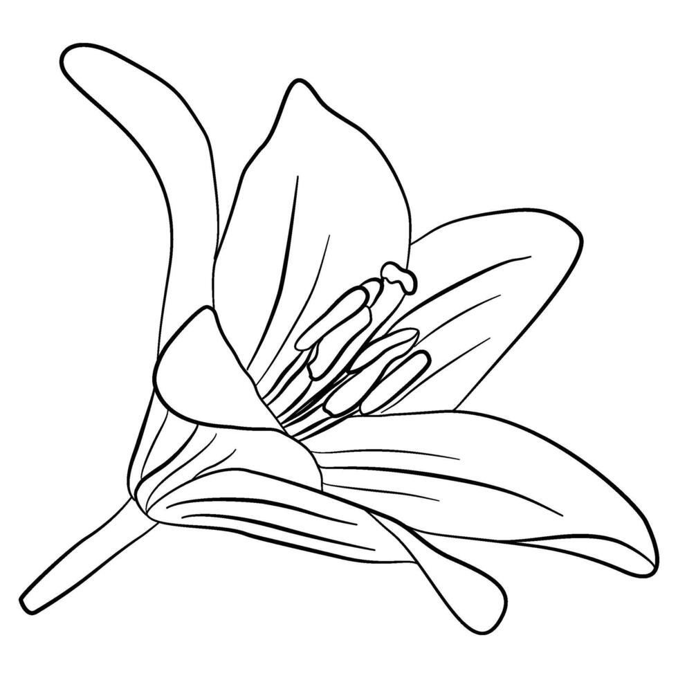 black line lilly flowers elements for decoration on transparent background vector