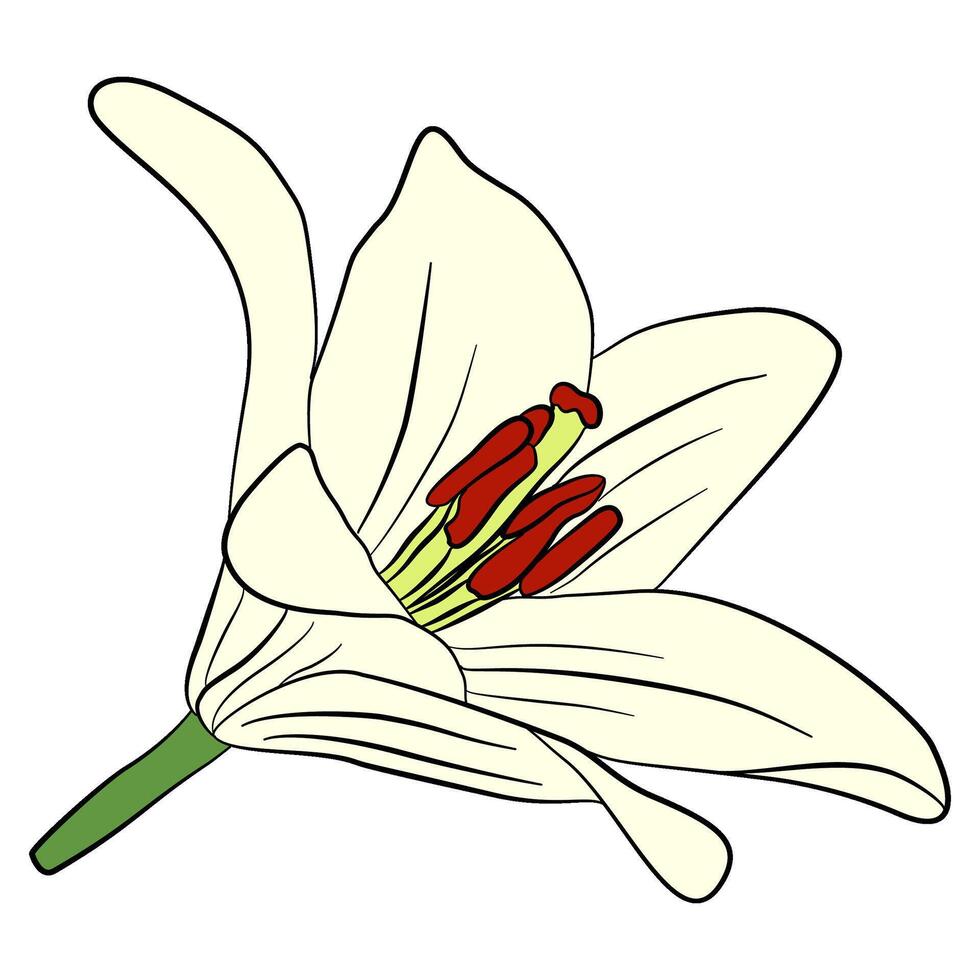 yellow lilly flowers and black line elements for decoration on transparent background vector
