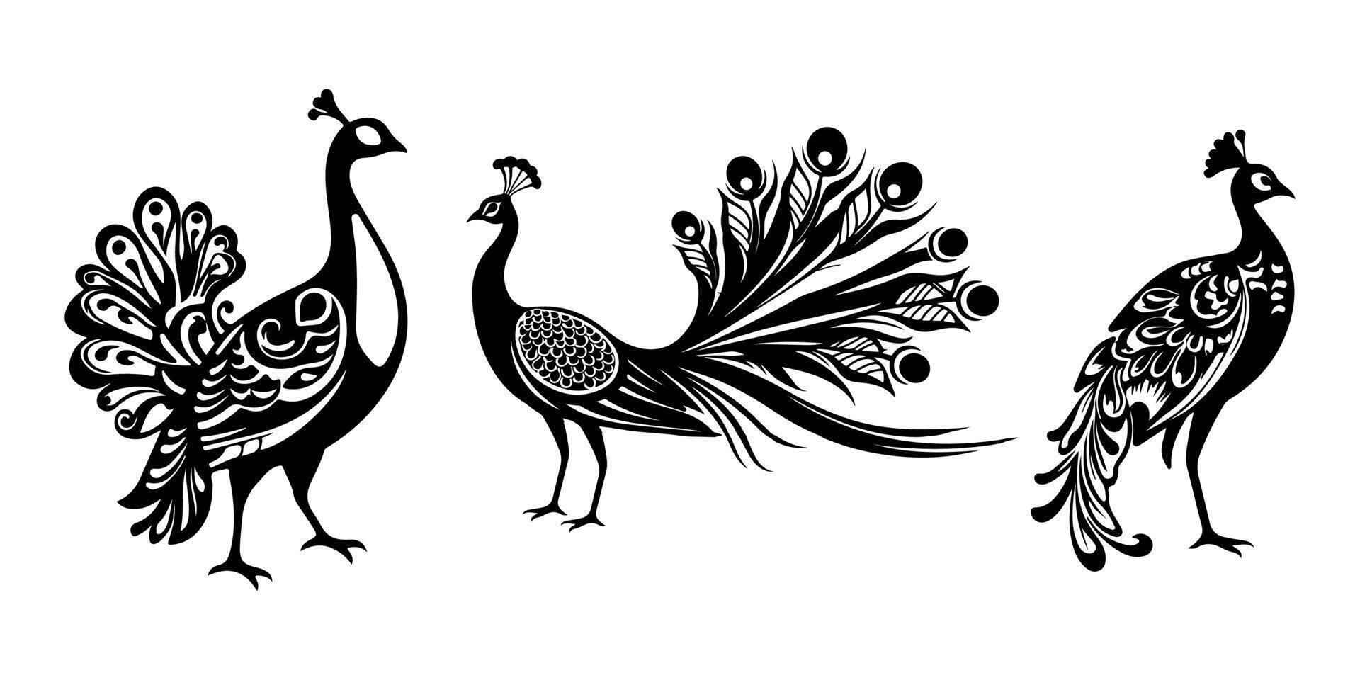 Jungle Peacock Silhouette in Graceful Standing Form White Background. vector