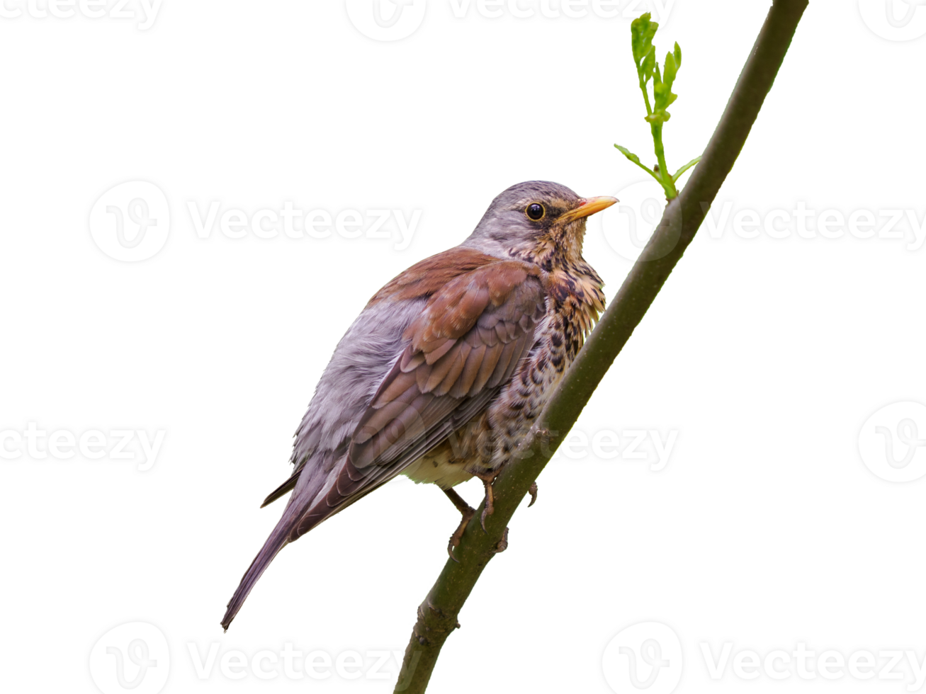 A fieldfare or Turdus pilaris side view, sits on tree branch with young leaf. Isolated on transparent background. Turdus pilaris or Thrush close up, Hi-Res image png