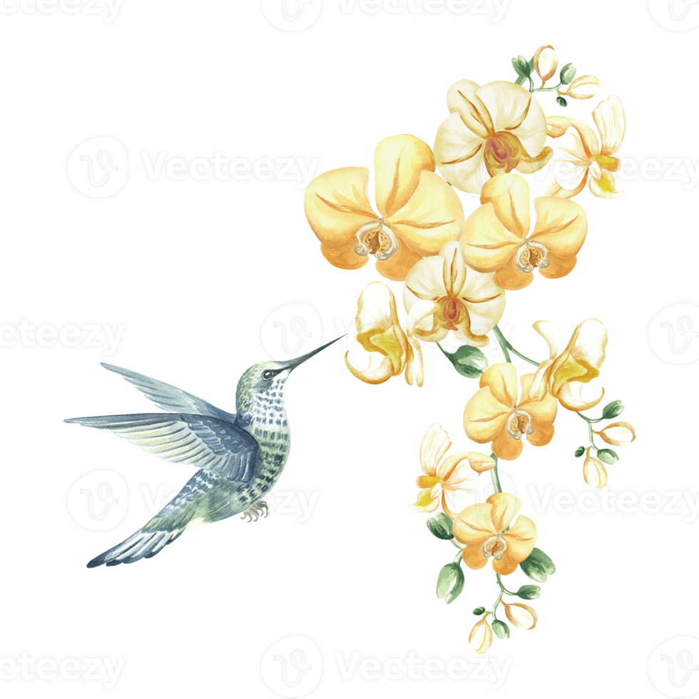 Flying hummingbird and branch of yellow orchid flowers watercolor illustration isolated. Hand drawn tropical blooming phalaenopsis and bird in realistic style. Floral clip art for rainforest design. png
