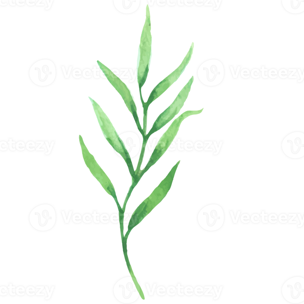 Watercolor Green Leaf Sprig Botanical Illustration Nature Design Element Isolated on Black png
