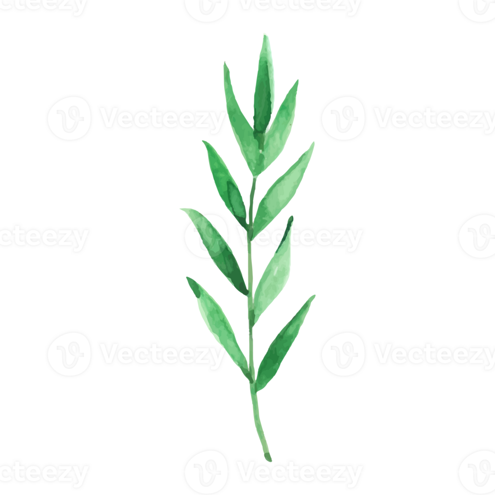 Watercolor Green Sprig Botanical Leaf Greenery Branch Floral Element Nature Design Isolated on png