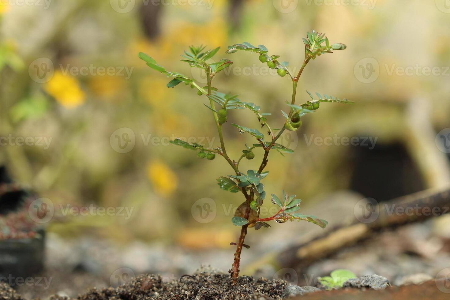Phyllanthus amarus plant with water droplets, growing on soil with blurred background photo