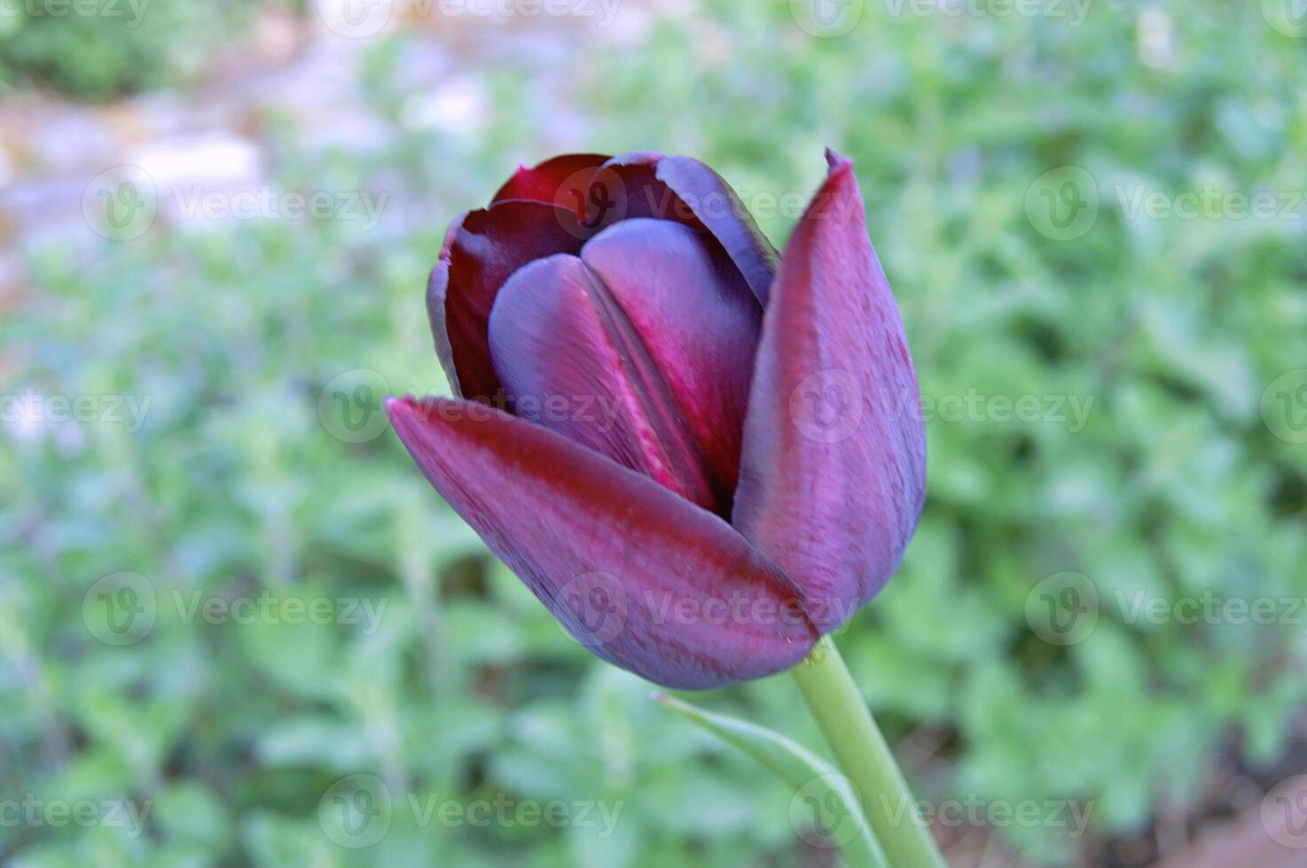 A dark purple tulip with a green stem photo