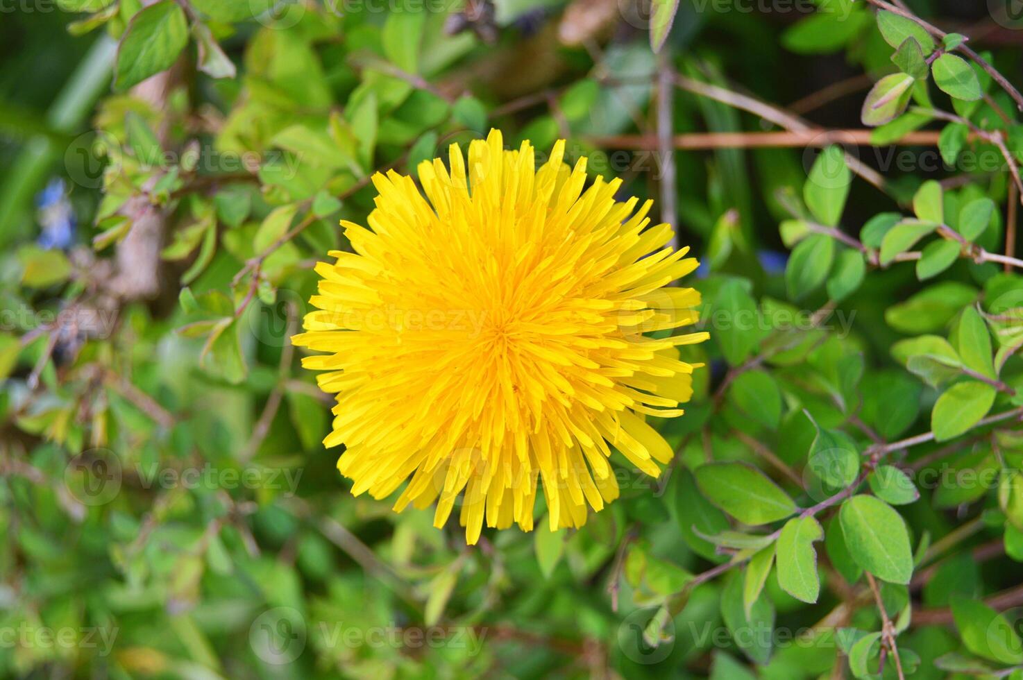 A yellow dandelion is growing in the middle of some green plants photo