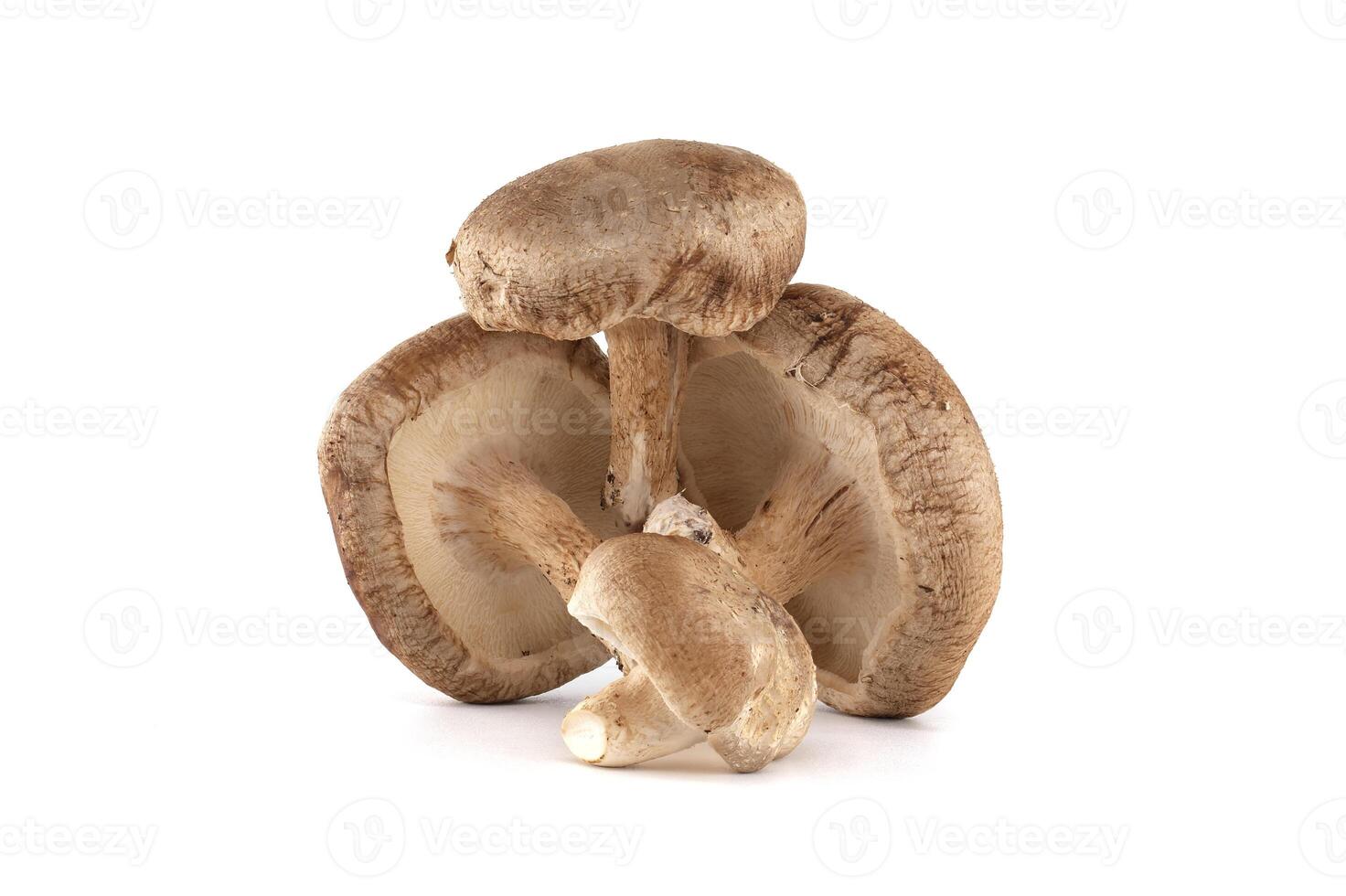 Three Fresh Shiitake Mushrooms on White Background Displaying Natural Texture and Detail photo
