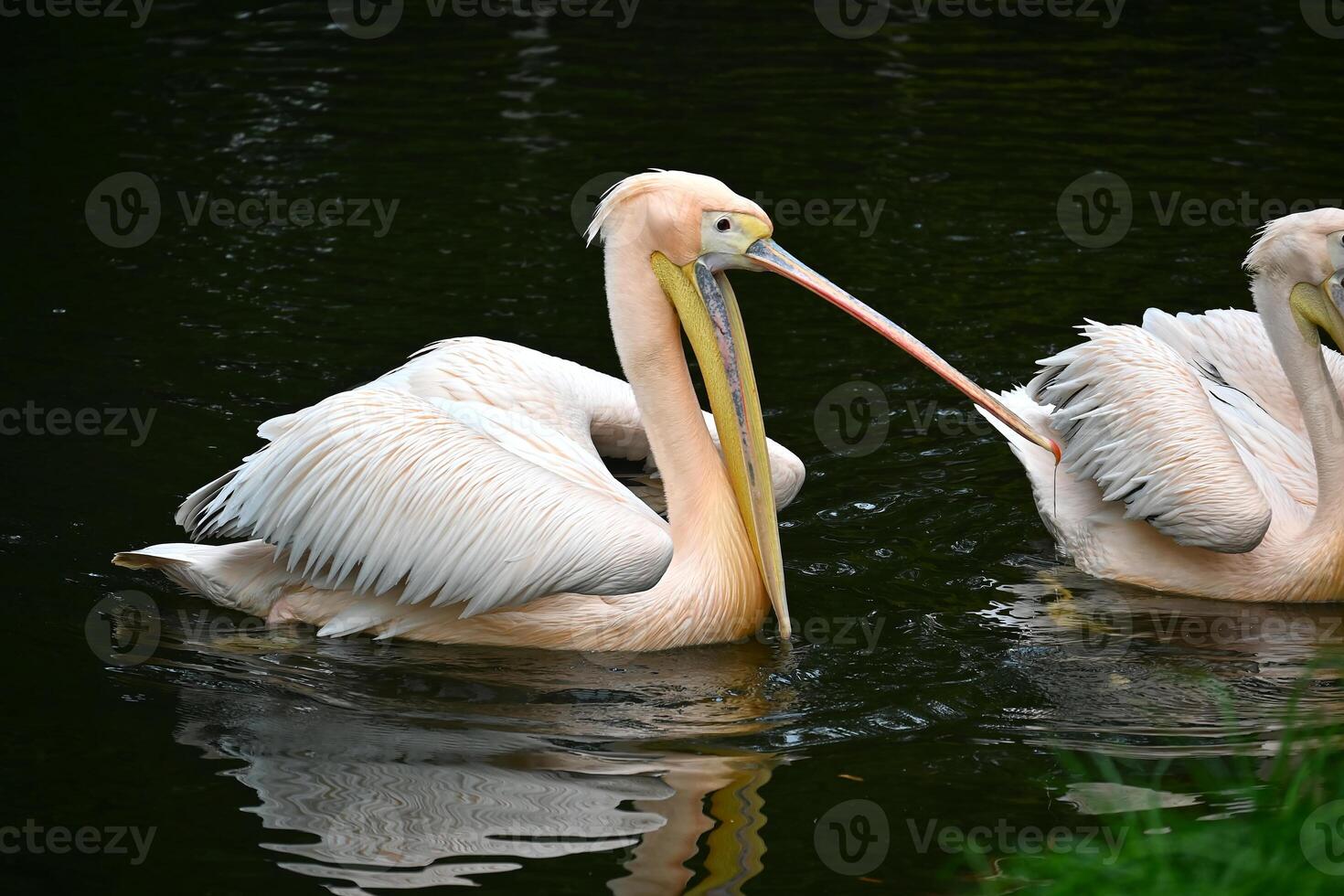 Two Elegant Pelicans Gracefully Swimming in Serene Water photo