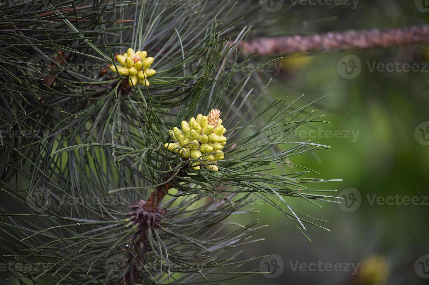 Close-Up of Pine Tree Branch with Budding Cones in a Forest Setting photo