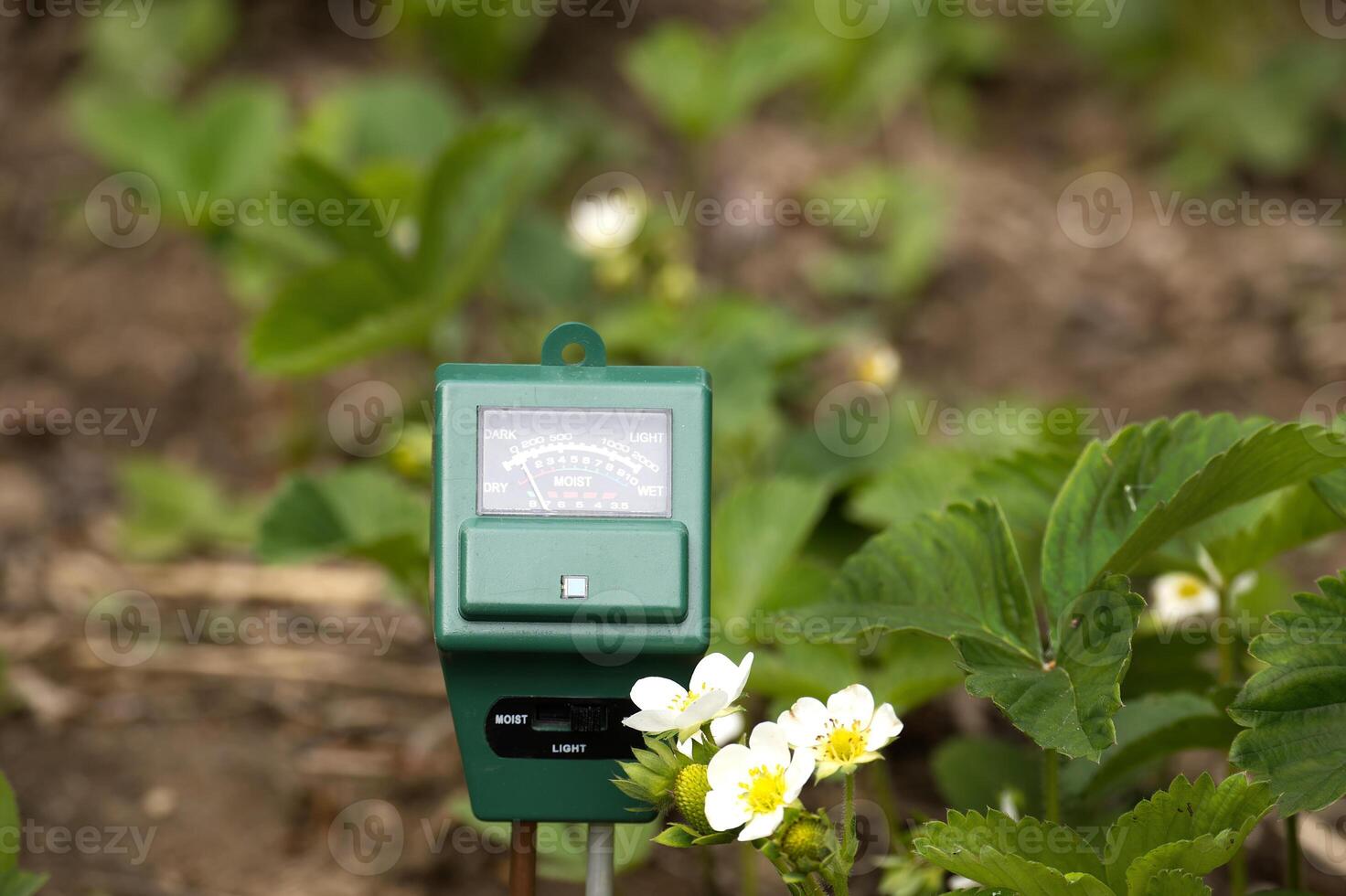 A green soil moisture meter in a strawberry patch, measuring soil conditions in sunlight. photo