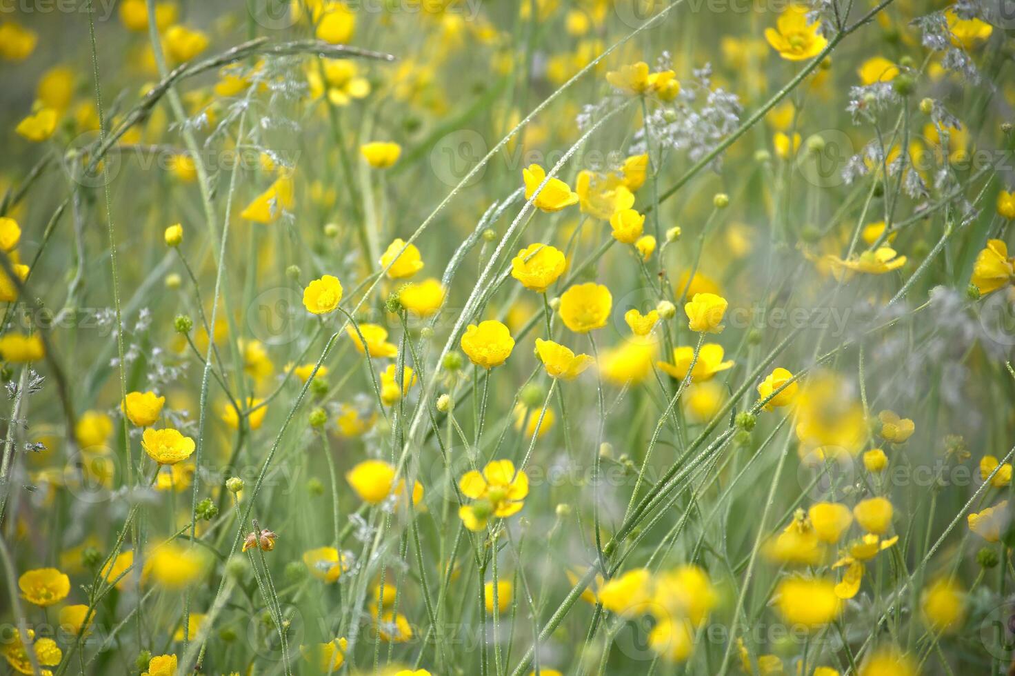 Field of Blooming Yellow Buttercup Flowers on Fresh Green Meadow photo