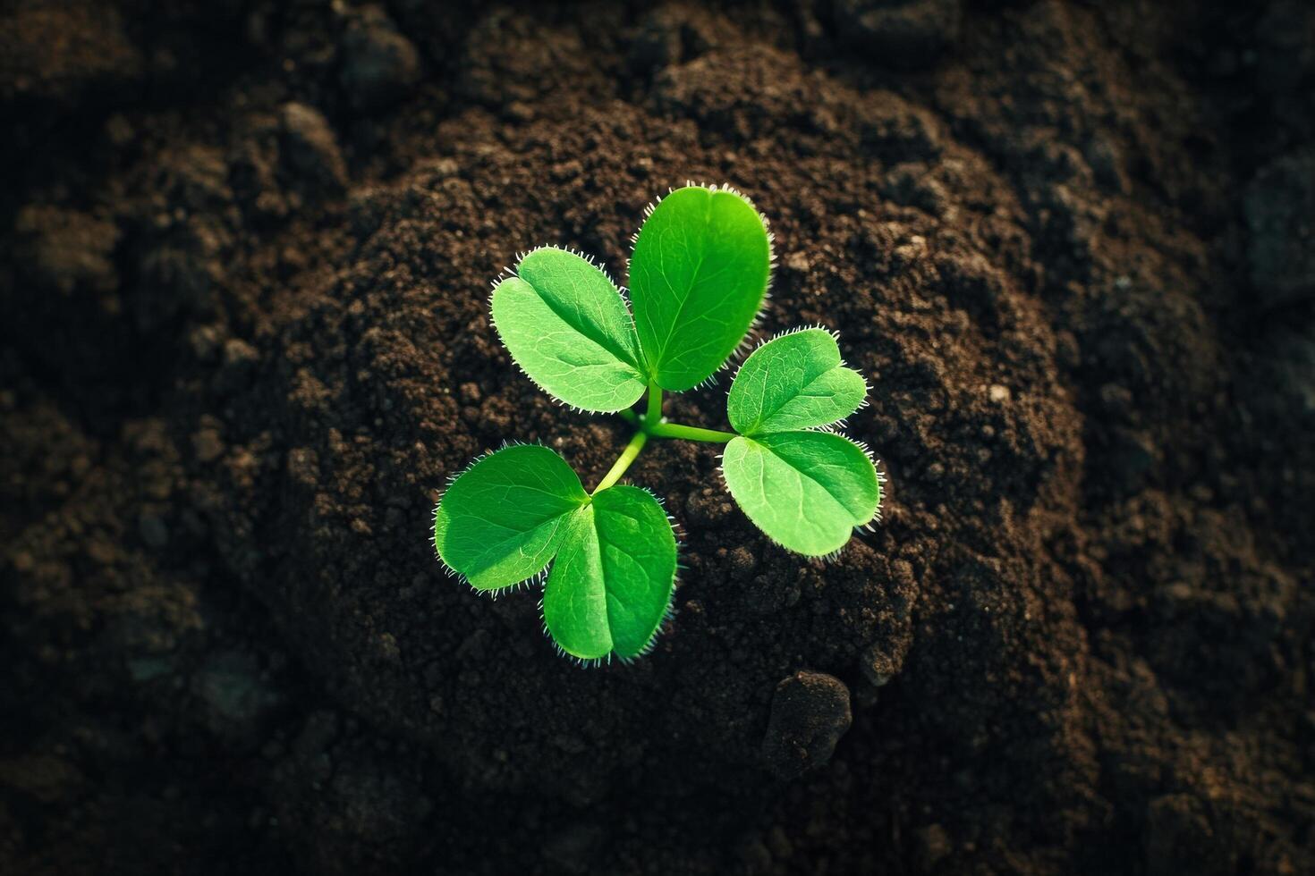 A young plant sprouts from the ground photo
