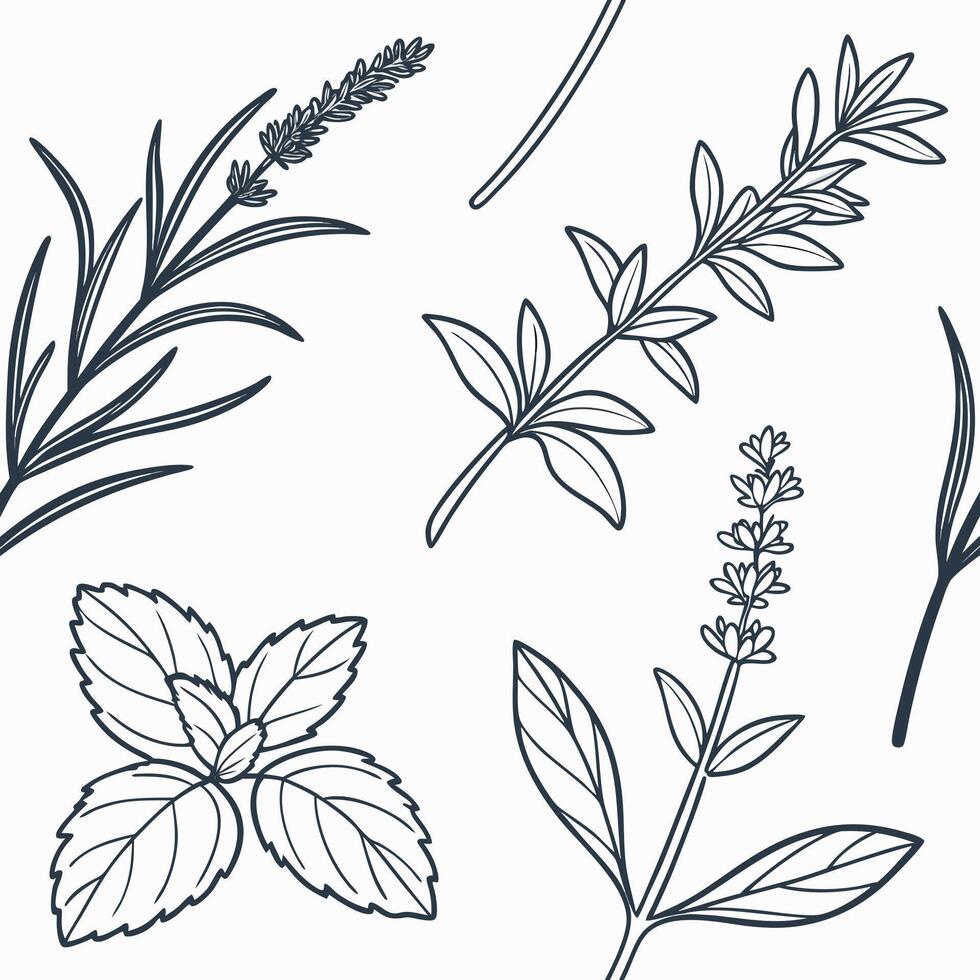 Seamless hand drawn botanical herb pattern vector