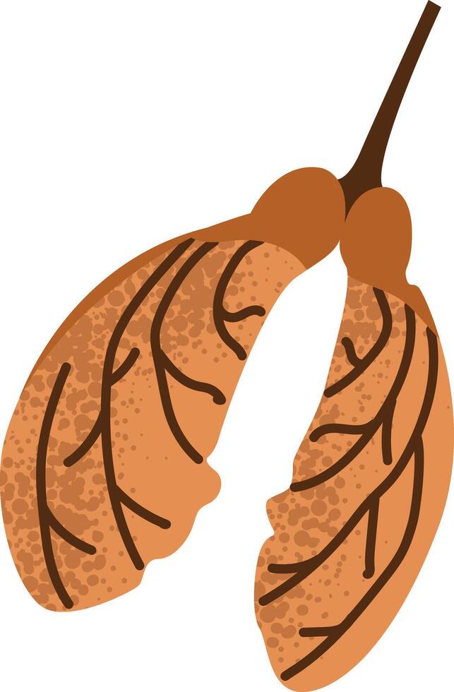 Autumn winged maple seed isolated on white background. vector