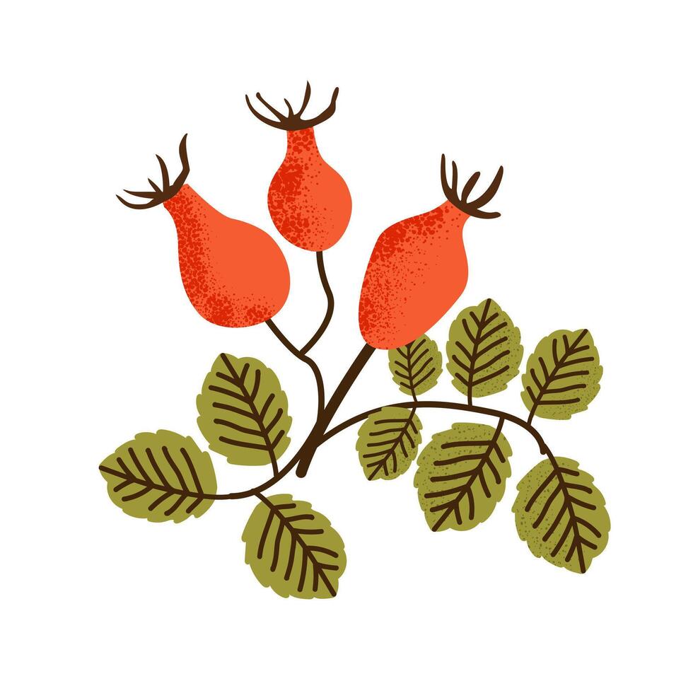 Design a wild rosehip and elderberry. Isolated rosehip background vector